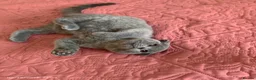 Scottish Fold cats for sale: 2 Lovely Scotish Fold Male Kittens  - Advert 7
