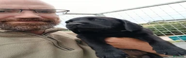 Labrador Retriever 2