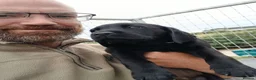 Labrador Retriever dogs for sale: pedigree Labrador puppys - Advert 2