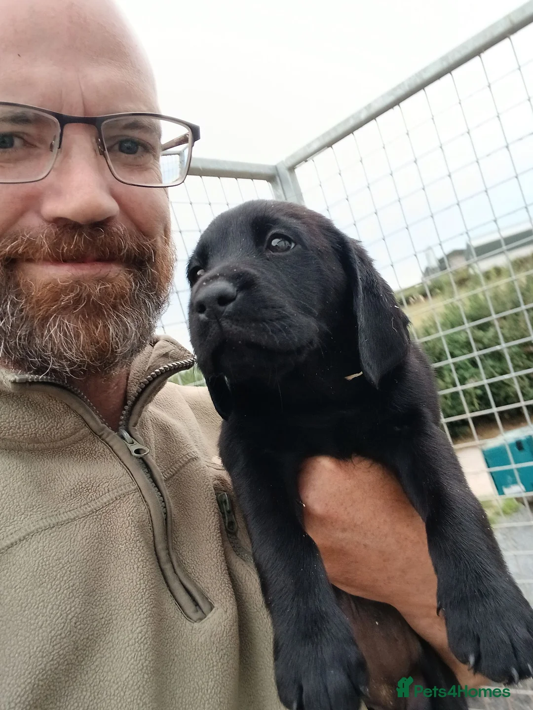 Labrador Retriever dogs for sale: pedigree Labrador puppys - Advert 2