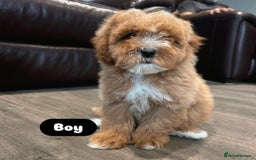 Cavapoo dogs for sale: Adorable Cavapoos ready for their new families 🐾 - Image 15