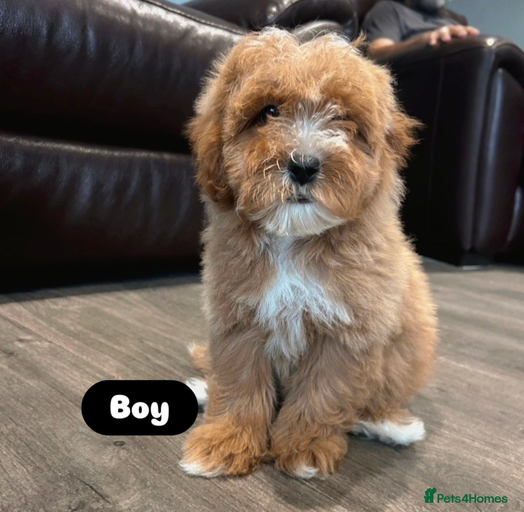 Cavapoo dogs for sale: Adorable Cavapoos ready for their new families 🐾 - Image 15