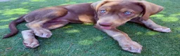 Mixed Breed dogs for sale: ❤️ READY GORGEOUS HUSKY SHEPHERD X WEIM BOY PUPPY  - Advert 6