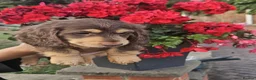 Miniature Dachshund dogs for sale: Beautiful Long-Haired Miniature Dachshund Puppies  - Advert 4