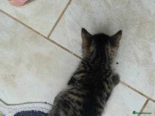 American Shorthair cats American Shorthair Kittens - Advert 1