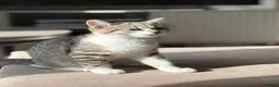 Mixed Breed cats for sale: Stunning Male BSH Cross Kitten - Advert 7