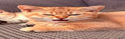 British Shorthair cats for sale: Ready Now /GCCF Golden BSH Kittens  - Advert 21