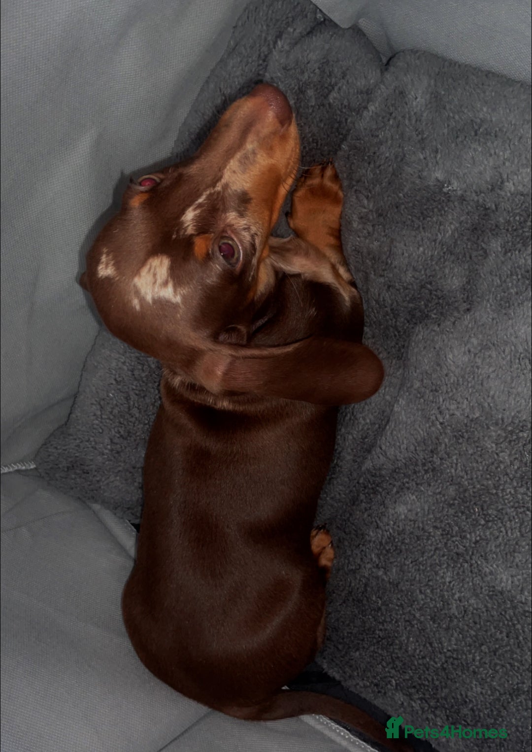 Dachshund dogs for sale: Dapple Boy Dachshund 🐶🐶 - Image 10