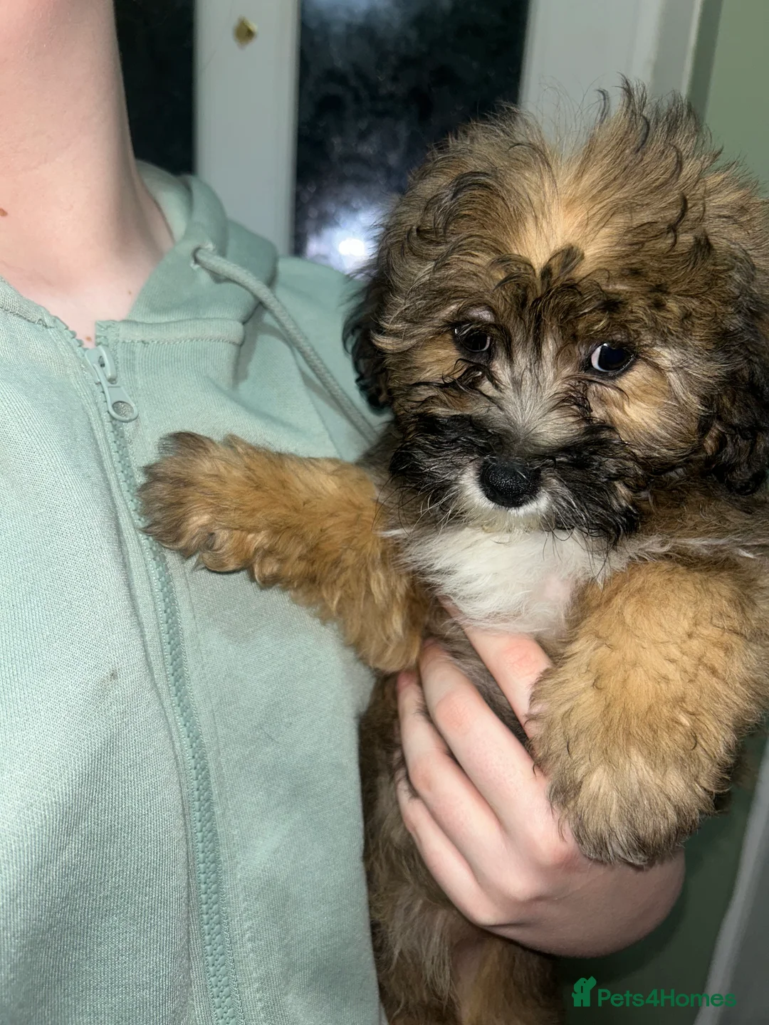 Cavapoo dogs for sale: BEAUTIFUL TOY CAVAPOOS - Advert 19