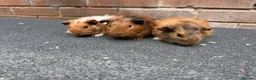 Guinea Pig rodents for sale: Gorgeous Baby Male Guinea Pgs  - Advert 4