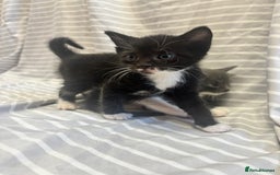 Mixed Breed cats for sale: Adorable 5-Week-Old Kittens Ready to Reserve - Image 6