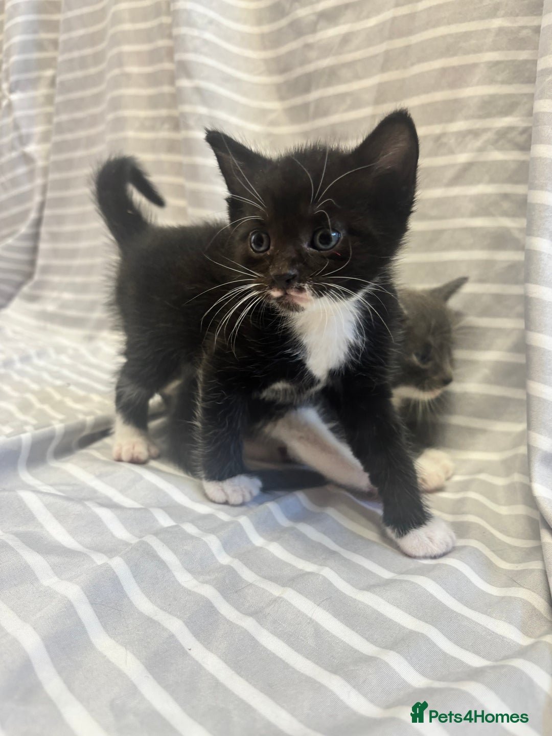 Mixed Breed cats for sale: Adorable 5-Week-Old Kittens Ready to Reserve - Image 6