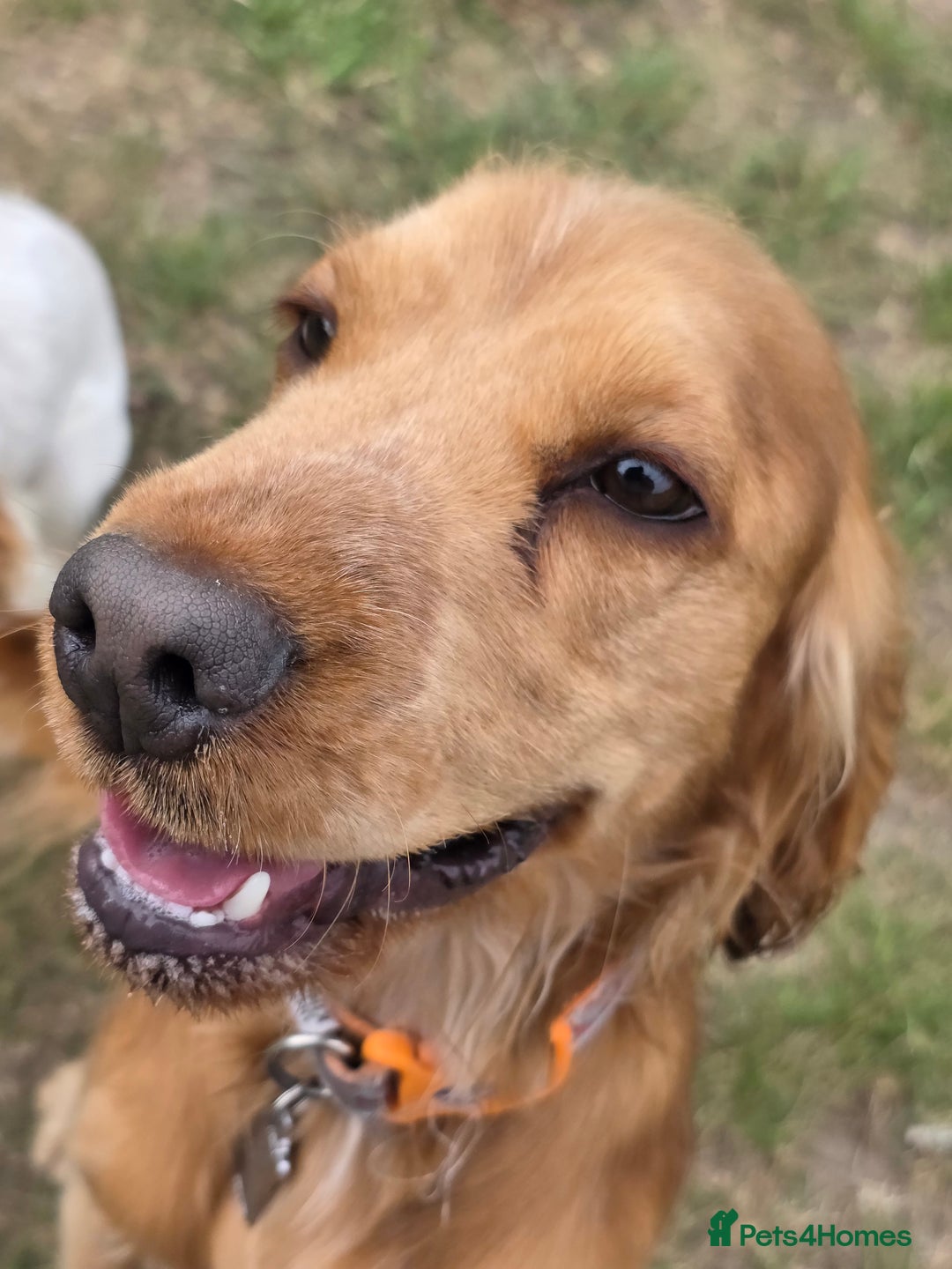 Cocker Spaniel dogs for stud: Stunning  Cocker Spaniel for stud in Northwood - Image 8