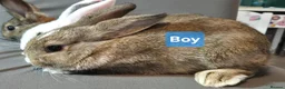 Mixed Breed rabbits for sale: Three Friendly Mixed-Dwarf Kits - Advert 5