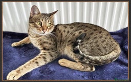 Savannah cats for sale: Beautiful F6 SBT Brown spotted Savannah Betty - Advert 4