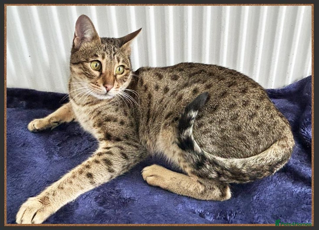 Savannah cats for sale: Beautiful F6 SBT Brown spotted Savannah Betty - Advert 4