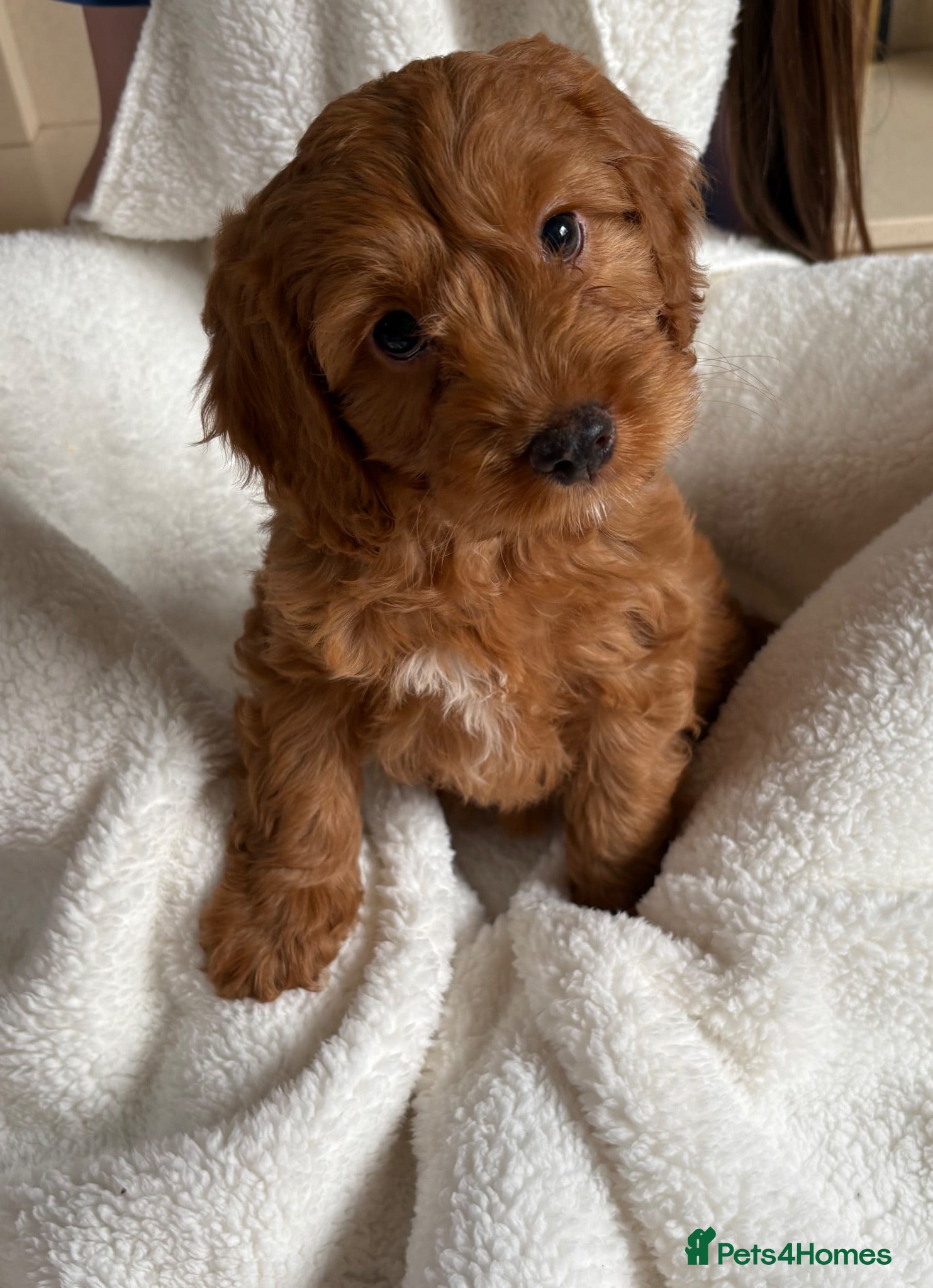 Cockapoo dogs Cockapoo puppies - Advert 9