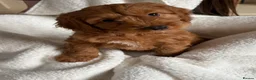 Cockapoo dogs for sale: Cockapoo puppies - Advert 3