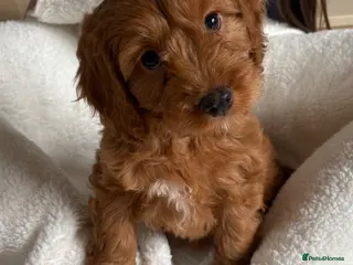 Cockapoo dogs Cockapoo puppies - Advert 9