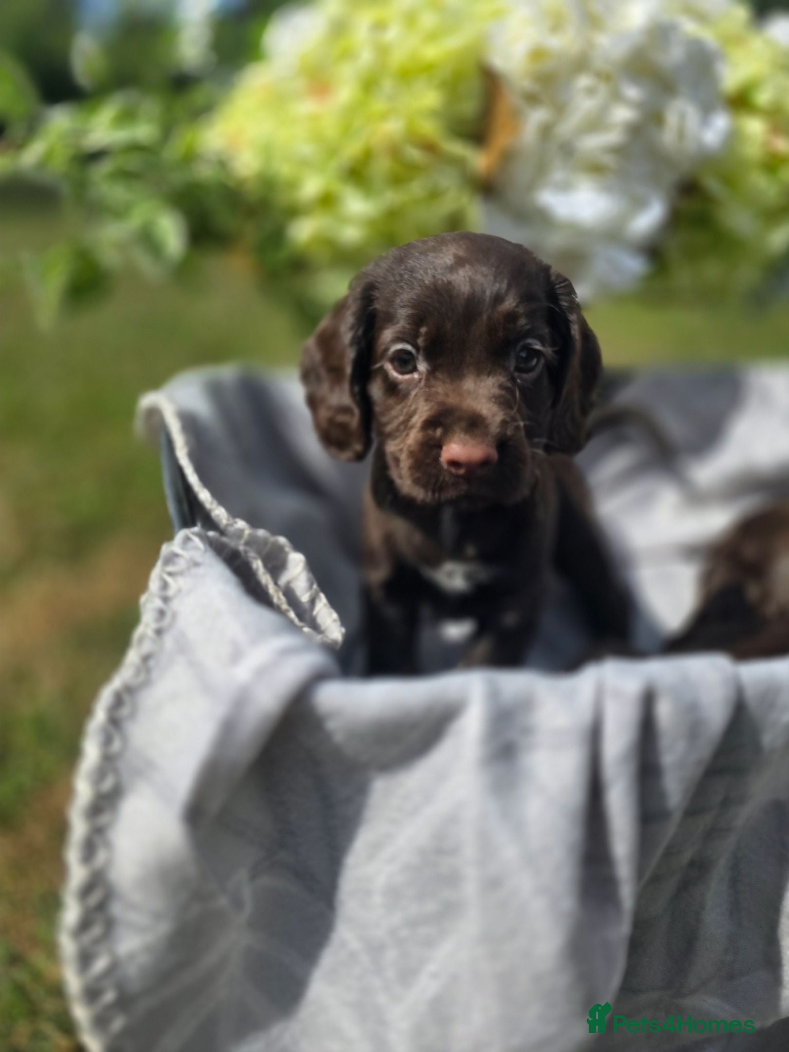 Cocker Spaniel dogs Countryside raised working cocker spaniel puppies  - Advert 2