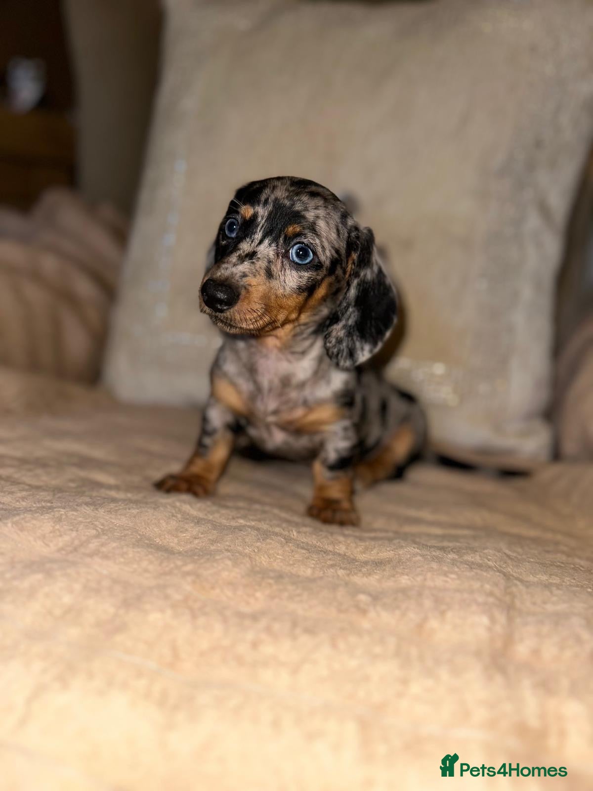Miniature Dachshund dogs Miniature dashaund puppy’s ready now  - Advert 6