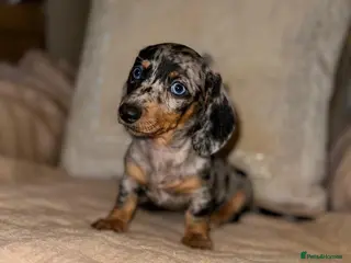 Miniature Dachshund dogs Miniature dashaund puppy’s ready now - Advert 6