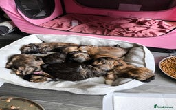 Lhasa Apso dogs for sale: Lhasa apso puppies 4 girls 💗2 boys 🩵 - Image 11
