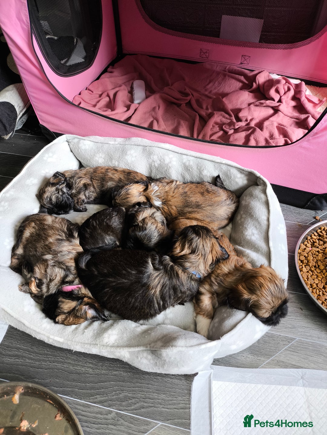 Lhasa Apso dogs for sale: Lhasa apso puppies 4 girls 💗2 boys 🩵 - Image 11