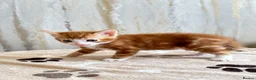 Mixed Breed cats for sale: Bengal/ tabby mixed kittens - Advert 4