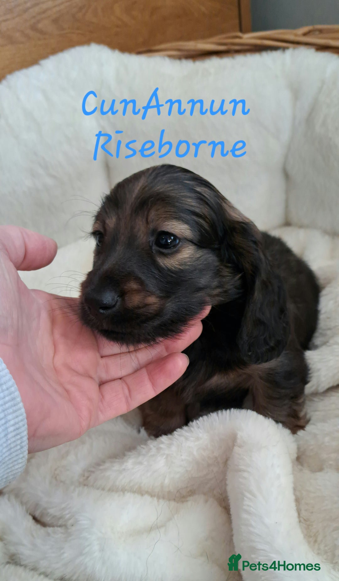 Miniature Dachshund dogs for sale: Kc. Healthtested Miniature Longhaired Dachshund - Advert 8