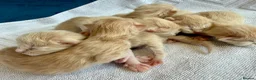 Ragcoon cats for sale: Rare Ragacoon Ragdoll x Maine Coon  - Advert 8