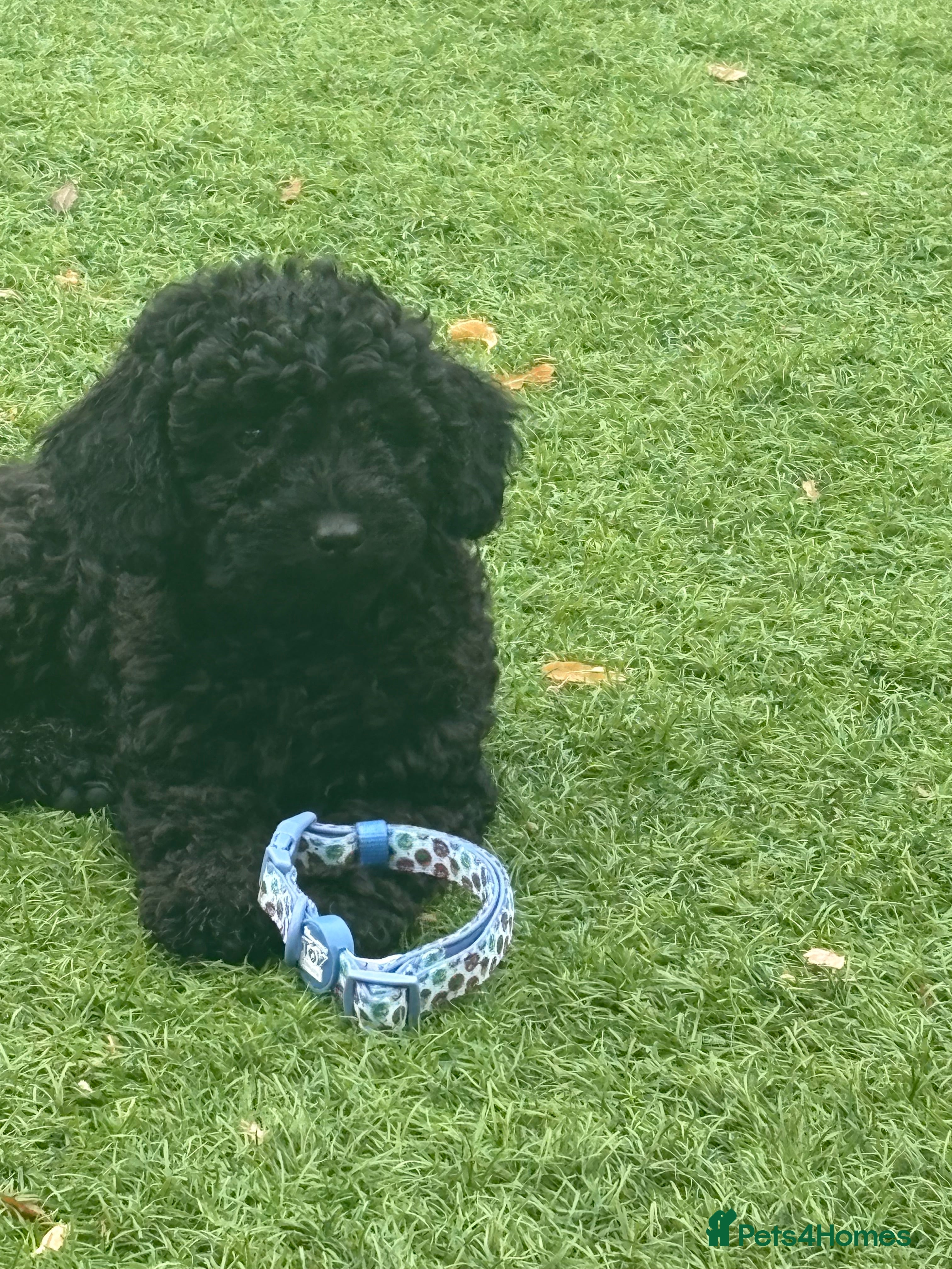 Mixed Breed dogs Beautiful toy x miniature poodles for sale 💙🩷💙 - Advert 2