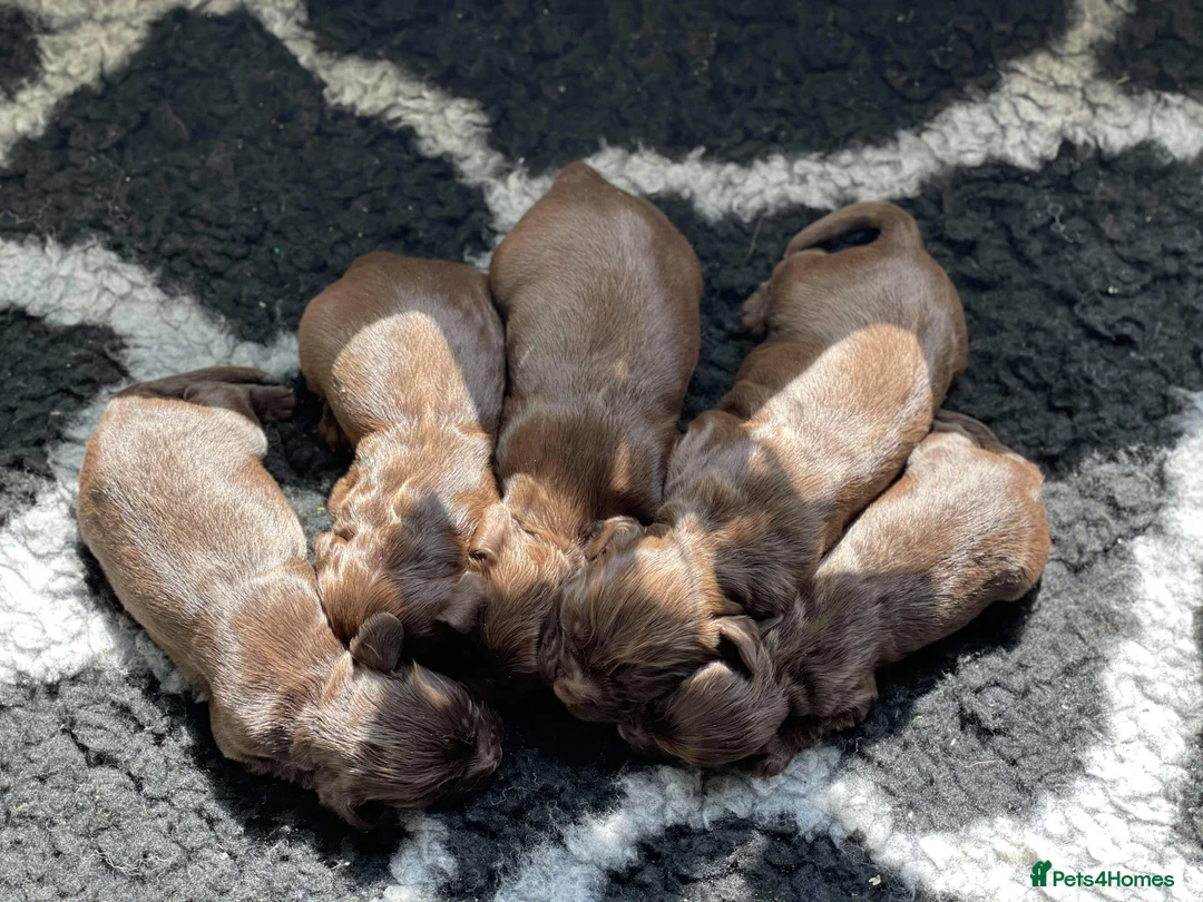 Cocker Spaniel dogs for stud: Choc & tan health tested working cocker in Doncaster - Advert 25