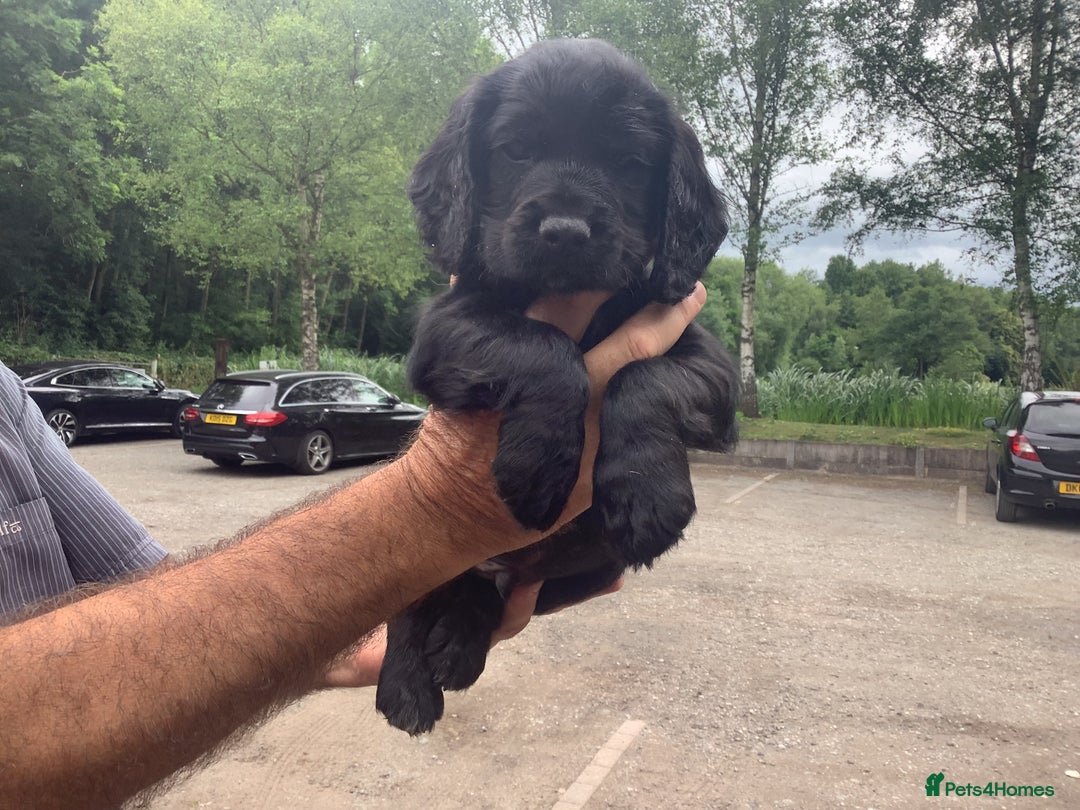 Cocker Spaniel dogs for sale: Mr Mark Hulme in Sandbach - Image 9