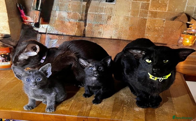 Oriental cats - Advert 3