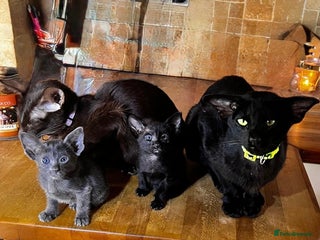 Oriental cats Oriental kittens - Advert 1