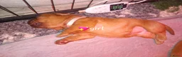Dogue De Bordeaux dogs for sale: KC Dogue De Bordeaux puppies - Advert 16