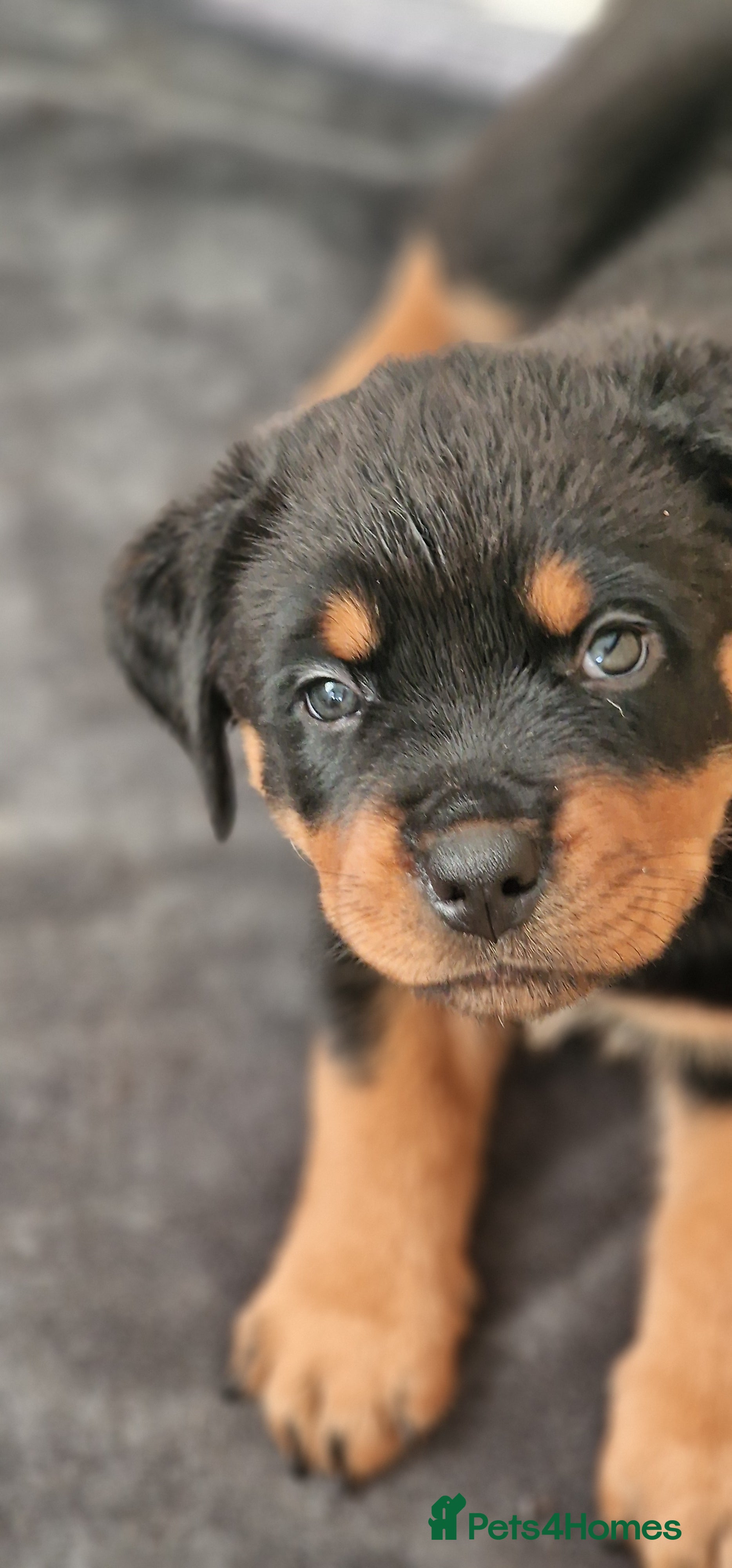 Rottweiler dogs Purebred Rottweiler puppies  - Advert 7