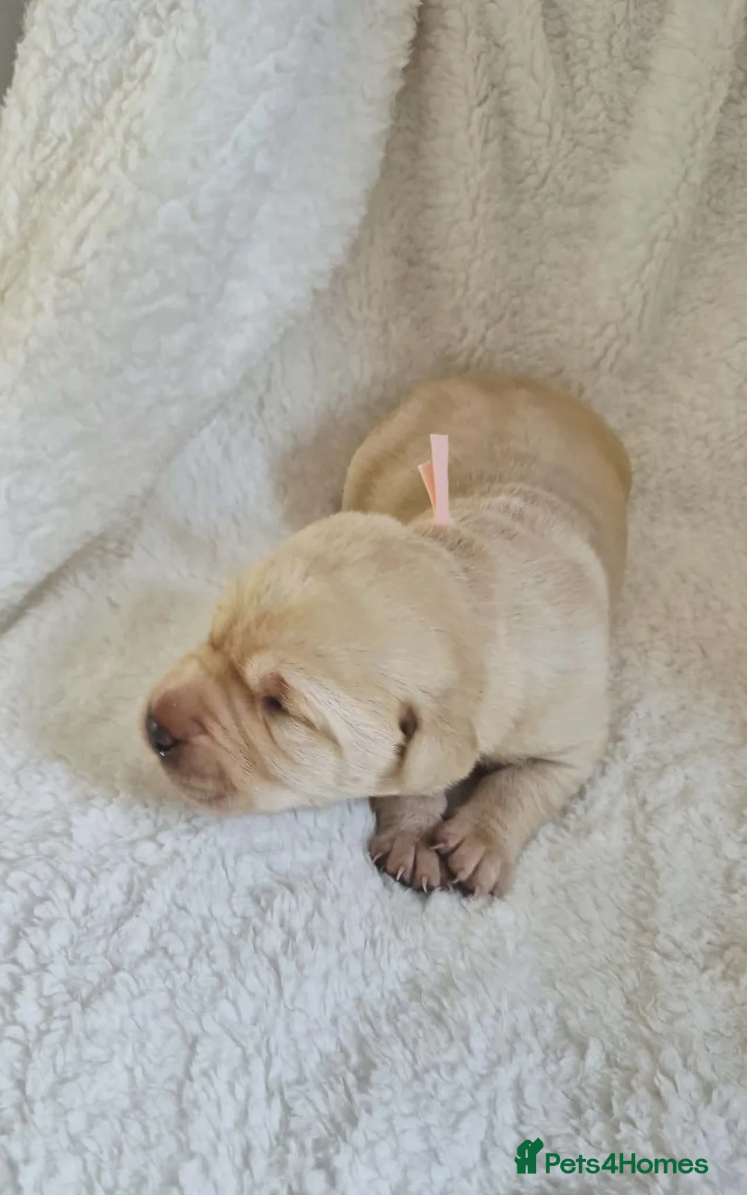 Labrador Retriever dogs for sale: KC Registered BOYS  - Advert 1