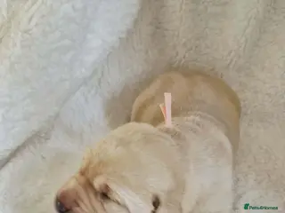 Labrador Retriever dogs KC Registered BOYS - Advert 1