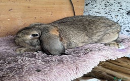 French Lop rabbits for sale: Purebreed French Lop Girl for sale  - Advert 9