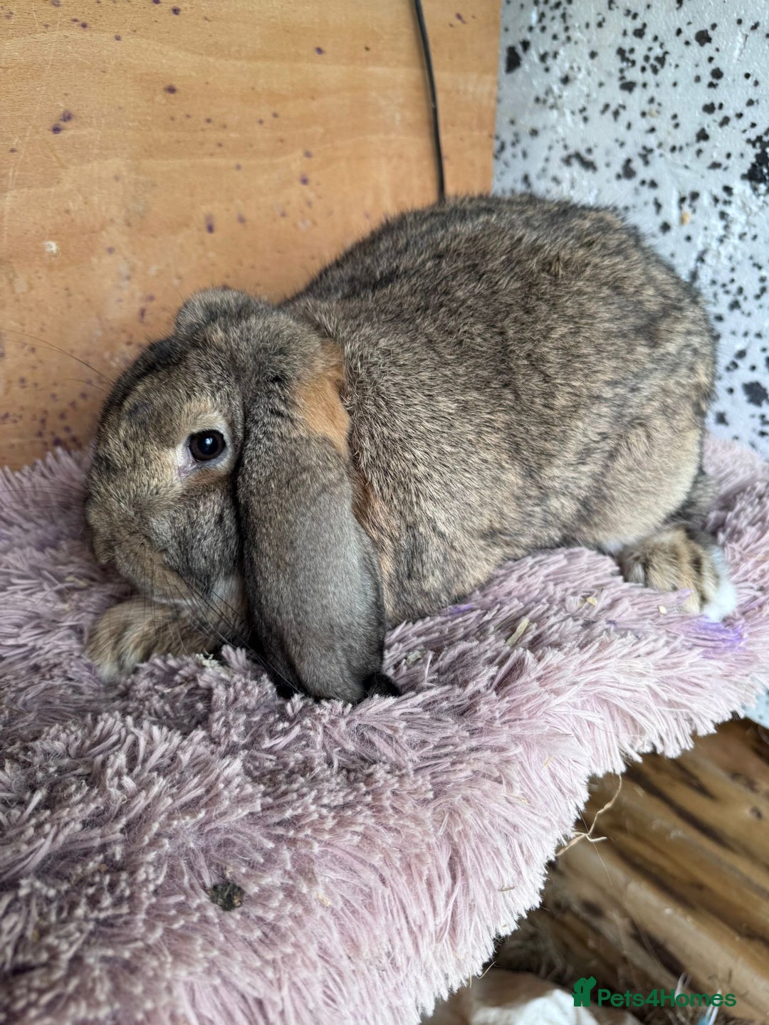 French Lop rabbits for sale: Purebreed French Lop Girl for sale  - Advert 9