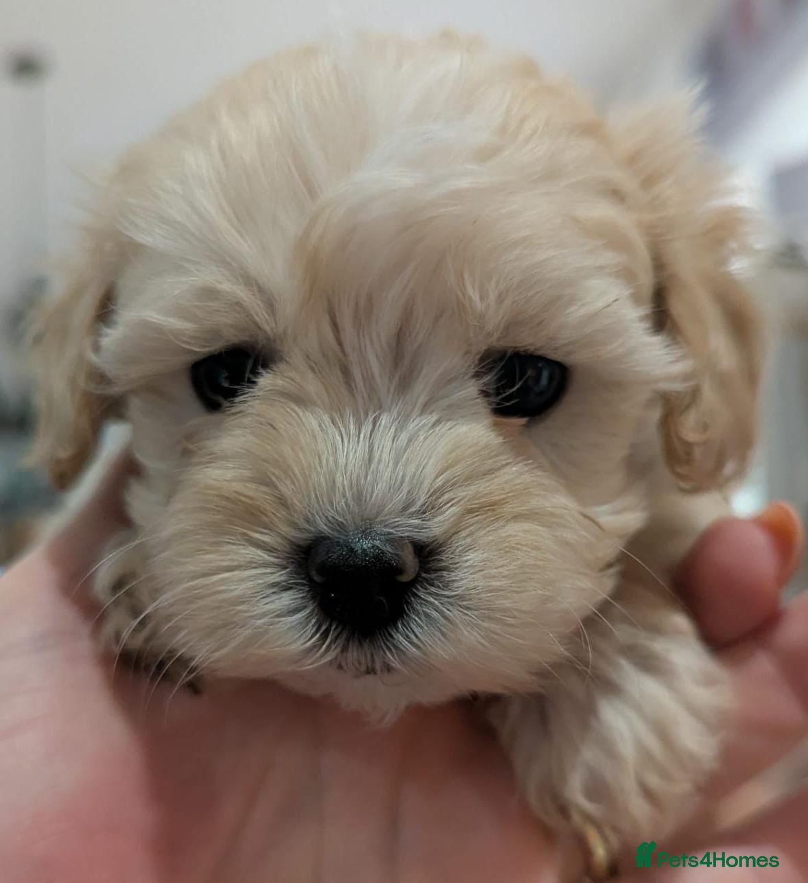 Maltipoo dogs  **  Maltipoo Puppies – Cuteness Overload! ✨ - Advert 4