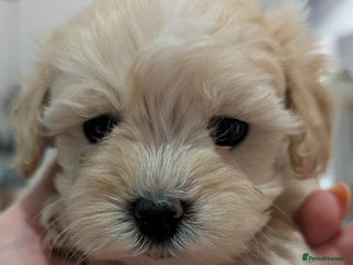 Maltipoo dogs ** Maltipoo Puppies – Cuteness Overload! ✨ - Advert 5