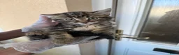 Mixed Breed cats for sale: 🐱 Beautiful Kittens Looking For Their Homes 🐱 in Birmingham - Advert 15