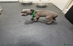 Staffordshire Bull Terrier dogs for sale: blue staffy puppies  - Image 8