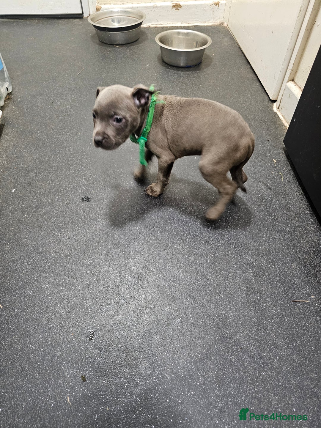 Staffordshire Bull Terrier dogs for sale: blue staffy puppies  - Image 8