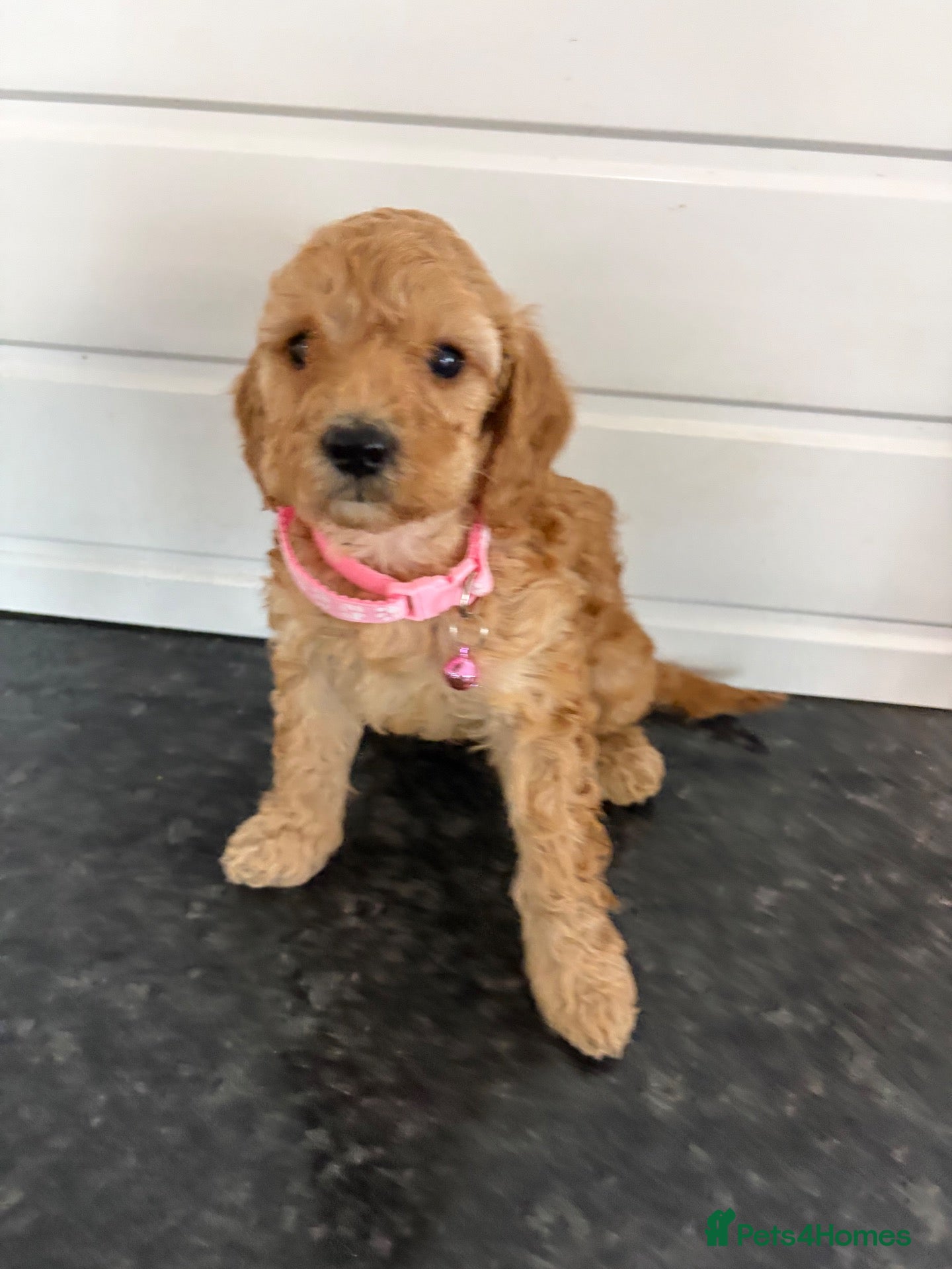Cockapoo dogs girl very curly F1b  cockapoo fully health tested  - Advert 17