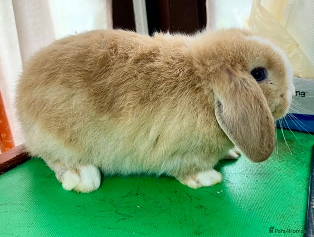 Mini Lop rabbits for sale: Mini Lops for sale READY NOW - Advert 23