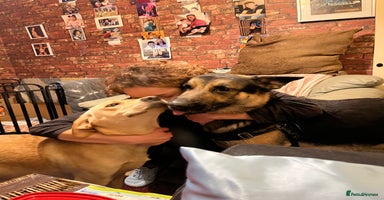 Mixed Breed dogs Black Shepherd Puppies - Advert 4